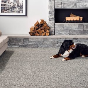 Pet friendly floor | Shans Carpets And Fine Flooring Inc