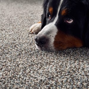 Pet friendly floor | Shans Carpets And Fine Flooring Inc