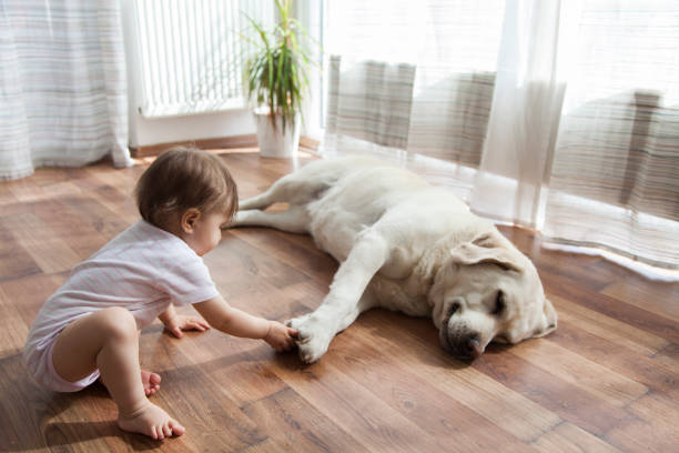 Pet friendly | Shans Carpets And Fine Flooring Inc